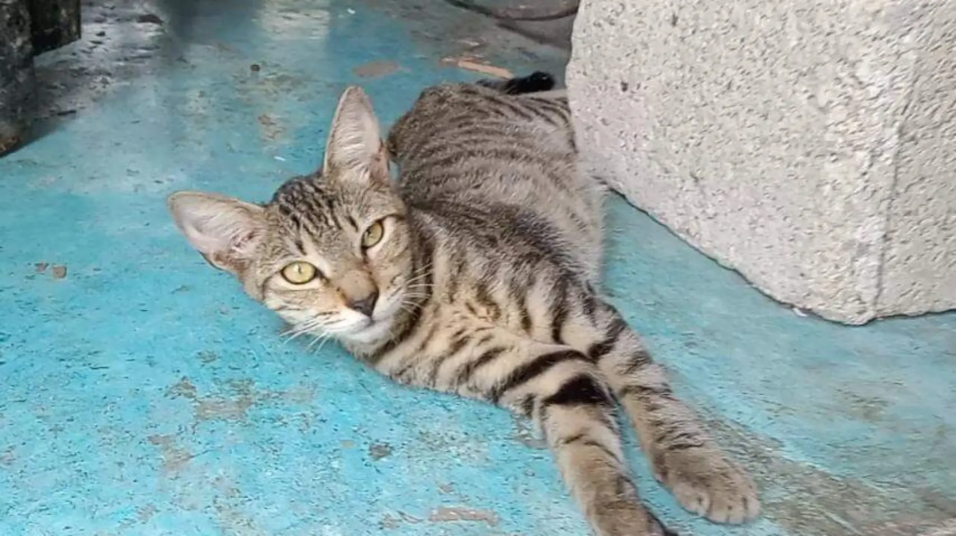 Papelería de Veracruz se convierte en 'refugio inesperado' para gatitos callejeros